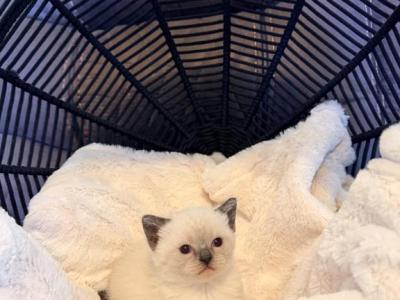 Muffin - Siamese - Gallery Photo #1