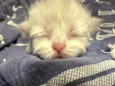 Leilani And Kilua Litter - Persian - Gallery Photo #1