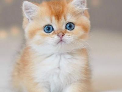 Alex - British Shorthair - Gallery Photo #1