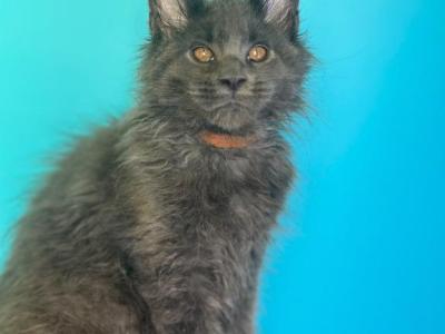 Tamir - Maine Coon - Gallery Photo #1