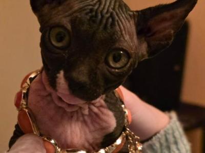Pixie - Sphynx - Gallery Photo #1