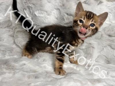 2 Boys 3 Girls Bengal Kittens - Bengal - Gallery Photo #1