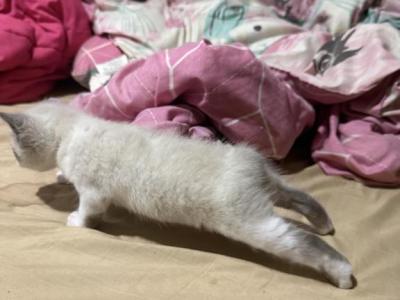 Jazzys Baby Darling - Manx - Gallery Photo #1