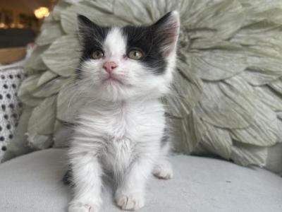 Luna - Munchkin - Gallery Photo #1