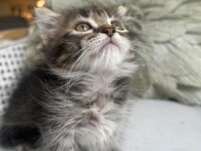 Lilah - Munchkin - Gallery Photo #1