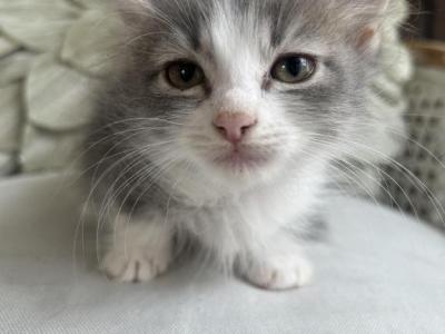 Louise - Munchkin - Gallery Photo #1