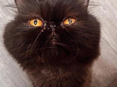 Shadow - Persian - Gallery Photo #1