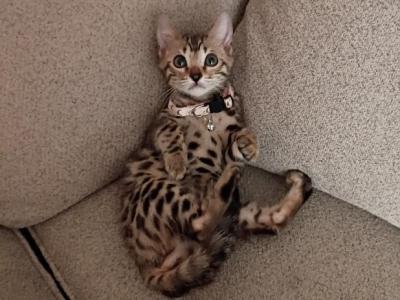High Quality Bengal Girl - Bengal - Gallery Photo #1