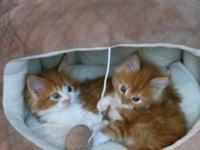 June - Maine Coon - Gallery Photo #1
