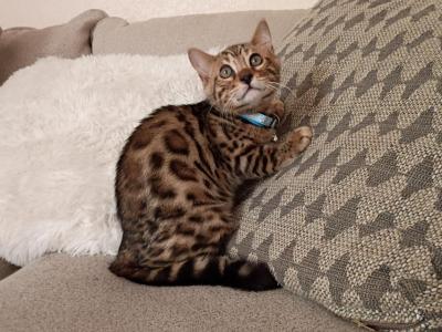 High Quality Bengal Boy - Bengal - Gallery Photo #1