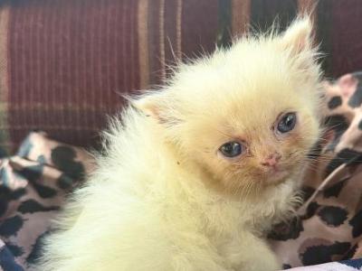 Flame Mink - Ragamuffin - Gallery Photo #1