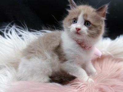 Skye Seal Mink Bicolor Ragdoll Kitten - Ragdoll - Gallery Photo #1