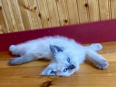 Blueberry Pie - Domestic - Gallery Photo #1