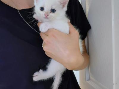 Joy - Turkish Angora - Gallery Photo #1