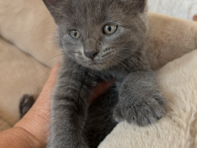 Charlie - Polydactyl - Gallery Photo #1