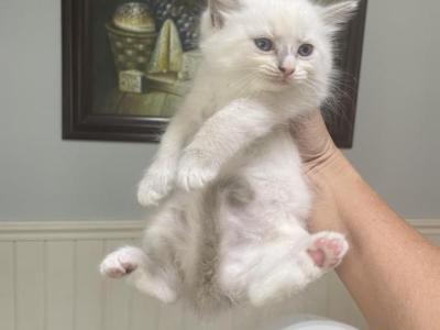 Shauna - Ragdoll - Gallery Photo #1