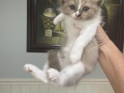 Sandra - Ragdoll - Gallery Photo #1
