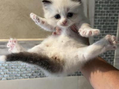 Susan - Ragdoll - Gallery Photo #1