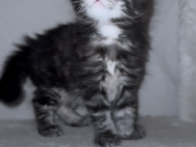 Black Tabby Boy - Maine Coon - Gallery Photo #1