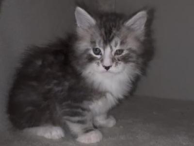 Gray Tabby Boy - Maine Coon - Gallery Photo #1