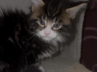 Brown And Black And White Tabby Boy - Maine Coon - Gallery Photo #1