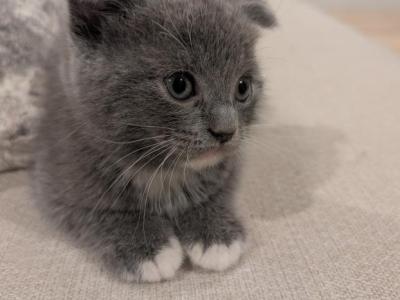 Boy1 - Scottish Fold - Gallery Photo #1
