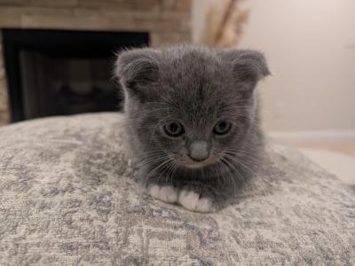 Boy1 - Scottish Fold - Gallery Photo #1