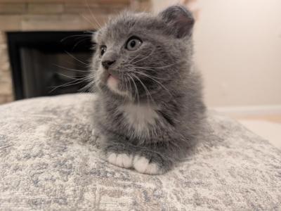 Boy 1 - Ragdoll - Gallery Photo #1