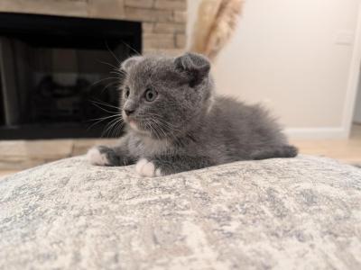Boy 1 - Ragdoll - Gallery Photo #1