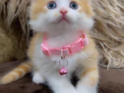 BEAUTIFUL KITTENS - American Longhair - Gallery Photo #1