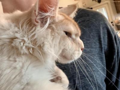 Falco - Maine Coon - Gallery Photo #1