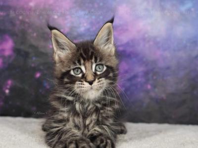 Entei - Maine Coon - Gallery Photo #1