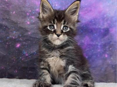 Dedenne - Maine Coon - Gallery Photo #1