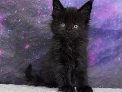 Umbreon - Maine Coon - Gallery Photo #1