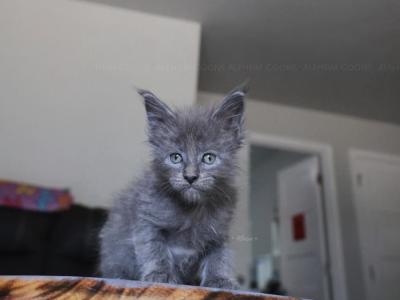 Sylveon - Maine Coon - Gallery Photo #1