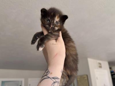 Leafa Litter - Maine Coon - Gallery Photo #1