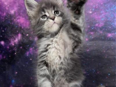 Absol - Maine Coon - Gallery Photo #1