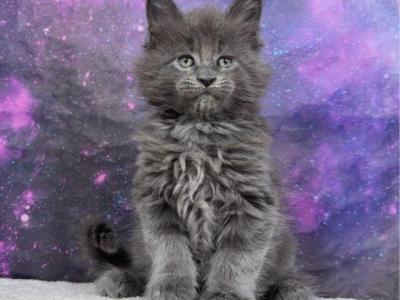 Pokémon Litter - Maine Coon - Gallery Photo #1