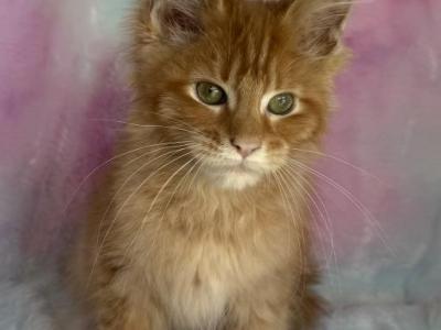 Max - Maine Coon - Gallery Photo #1