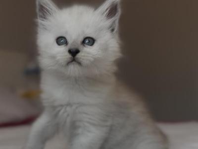 Shaded Kittens - Maine Coon - Gallery Photo #1