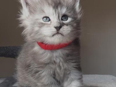 Black Smoke Babies - Maine Coon - Gallery Photo #1
