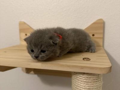 Buttercup - British Shorthair - Gallery Photo #1