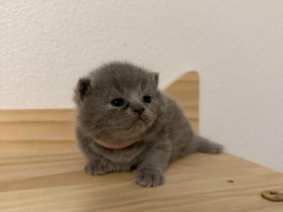 Bubbles - British Shorthair - Gallery Photo #1