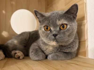 Gracie - British Shorthair - Gallery Photo #1