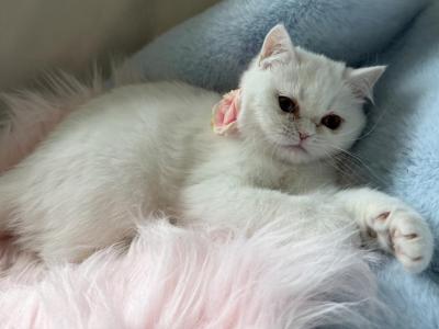 Exotic Shorthair White Ready To Go - Exotic - Gallery Photo #1