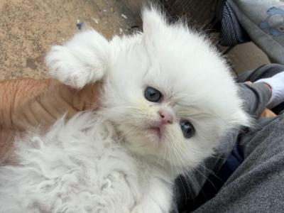 Persian Kittens - Persian - Gallery Photo #1