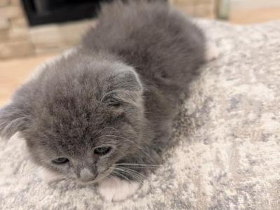 Girl 1 - Scottish Fold - Gallery Photo #1