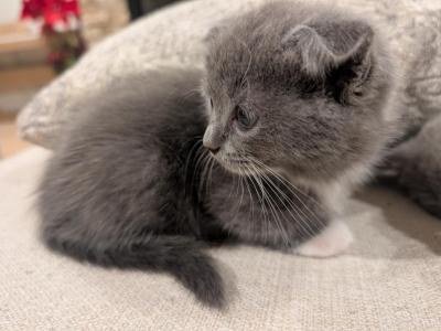 Girl 1 - Scottish Fold - Gallery Photo #1