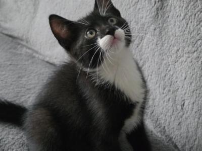 Handsome - British Shorthair - Gallery Photo #1