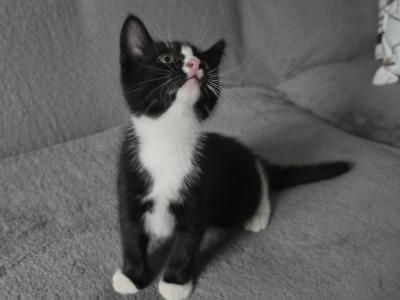 Beautiful - British Shorthair - Gallery Photo #1
